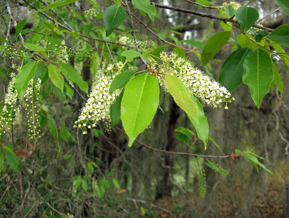 carolina_cherry_laurel2